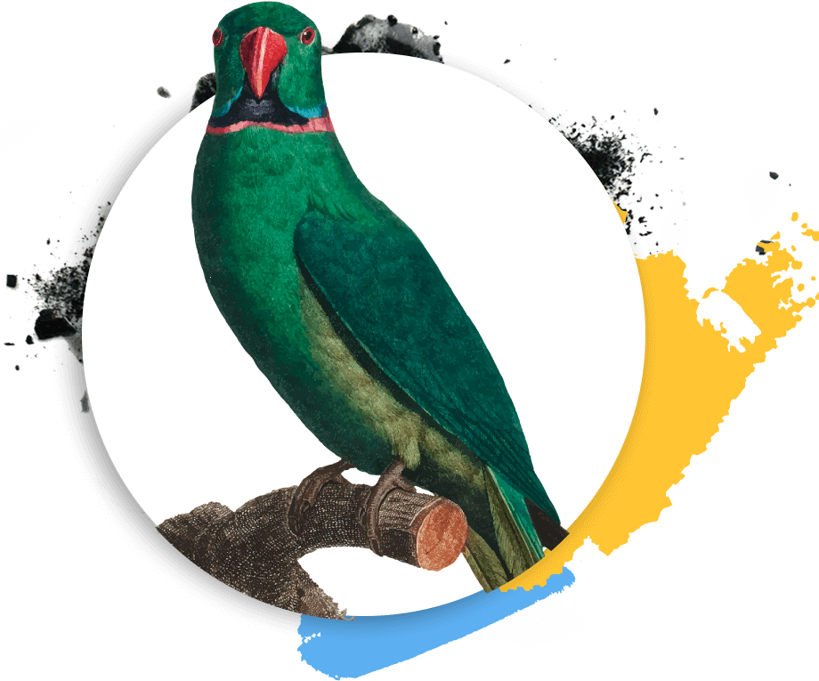 https://harmonyinternationalmusic.com/wp-content/uploads/2019/03/Psittaciformes.png